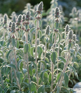 Stachys byzantina